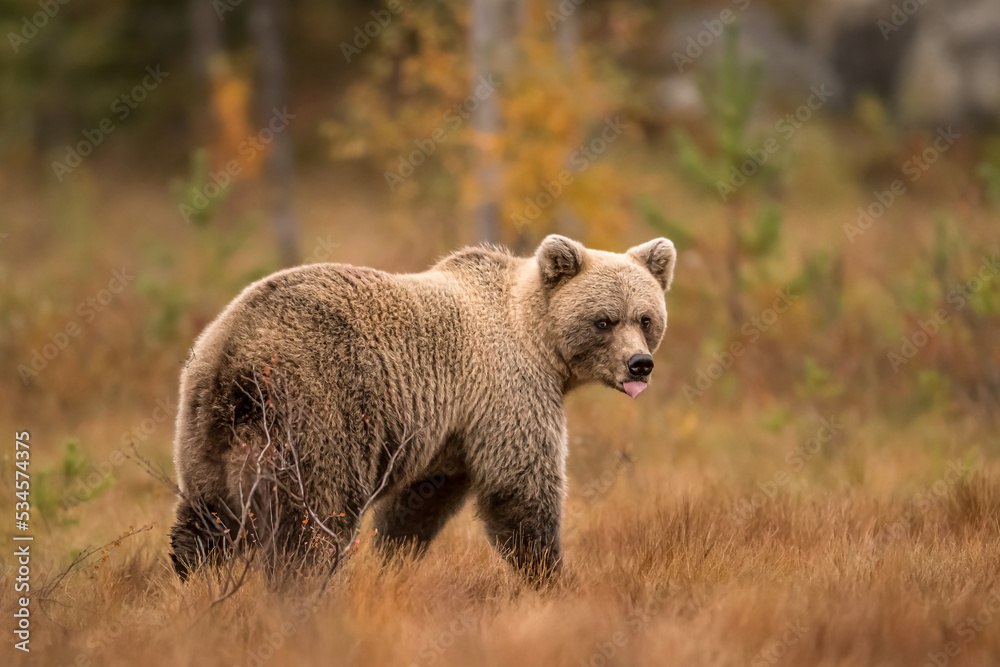 Fototapeta premium Wildlife in Finland. Bears, Wolverine and birds.