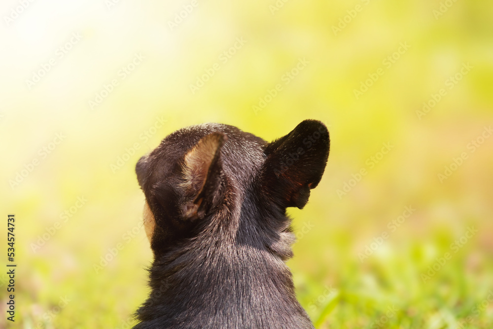 Chihuahua dog with its back to the camera. Mini black dog on a background of grass on a sunny day. Chihuahua dog with its back to the camera. Mini black dog on a background of grass on a sunny day.