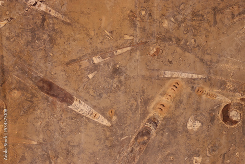 Orthoceras fossils in a marble base photo