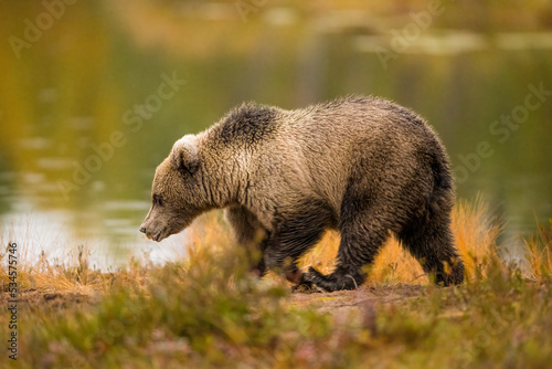 Wildlife in Finland. Bears, Wolverine and birds. photo