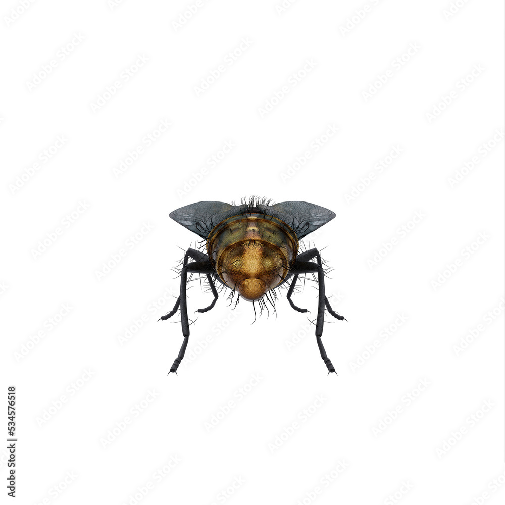Housefly exotic on white Housefly exotic on white
