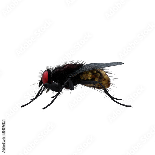 Housefly exotic on white