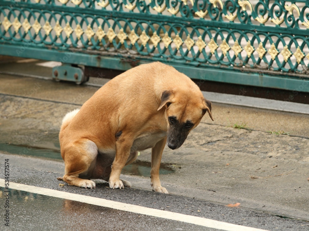 dog pooping outside on the grass funny dog pooping, funny dogs poop pictures, funny dogs poop