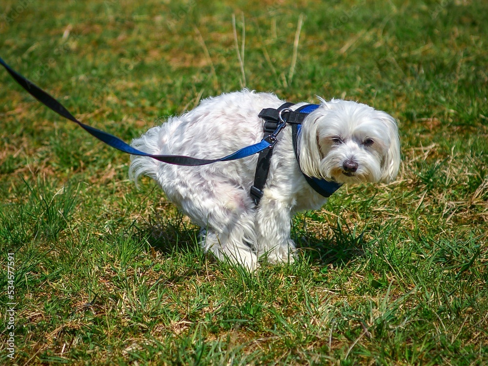 dog pooping outside on the grass funny dog pooping, funny dogs poop ...