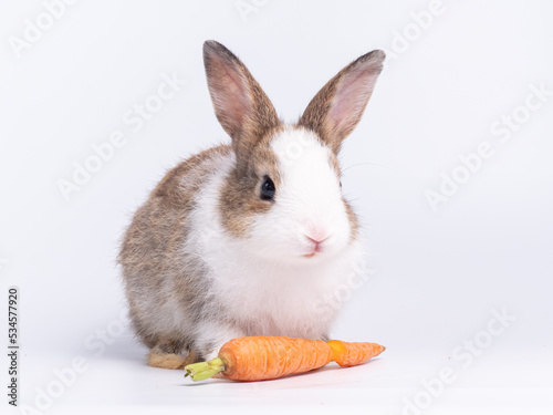 Cute baby rabbit eating baby carrot on white background. Lovely action of young rabbit.