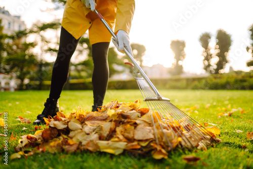 Raking fallen leaves from the lawn. Cleaning up fallen leaves in the garden. Using a metal fan rake to clean the lawn from fallen leaves.