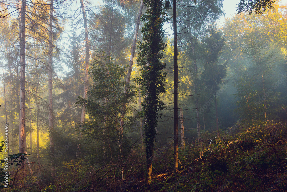 Fototapeta premium Marburger Wald Morgendunst romantisch