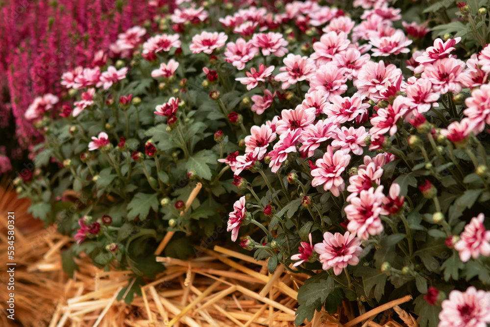 pink autumn flowers in the garden pink autumn flowers in the garden