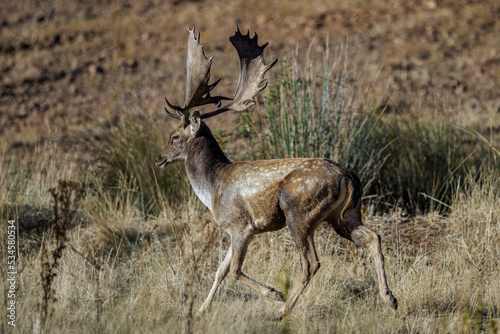 Fallow deer in its natural environment.