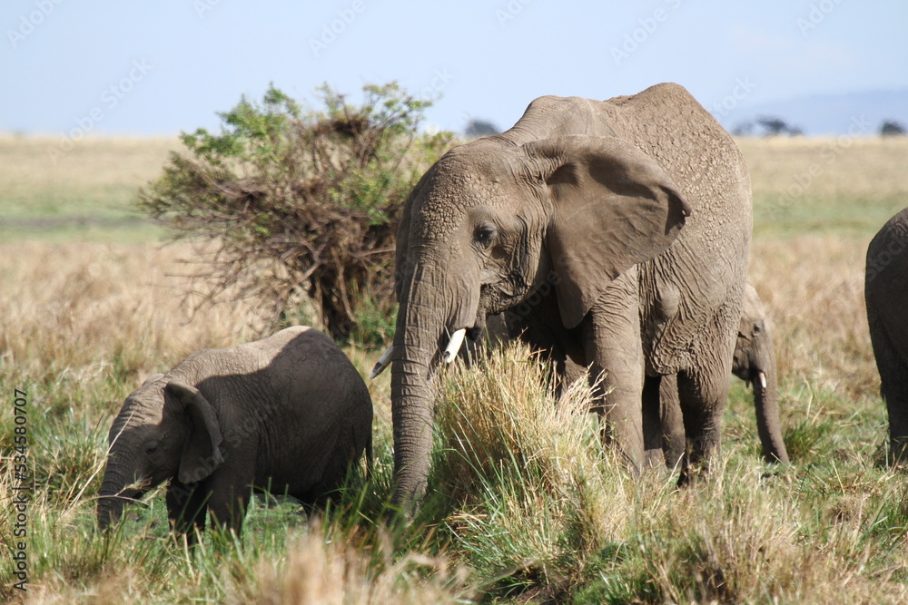 Fototapeta premium Mother elephant protecting her tiny elephant calf under her belly