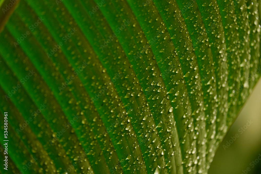 Green textures of leaves of tropical plants Green textures of leaves of tropical plants