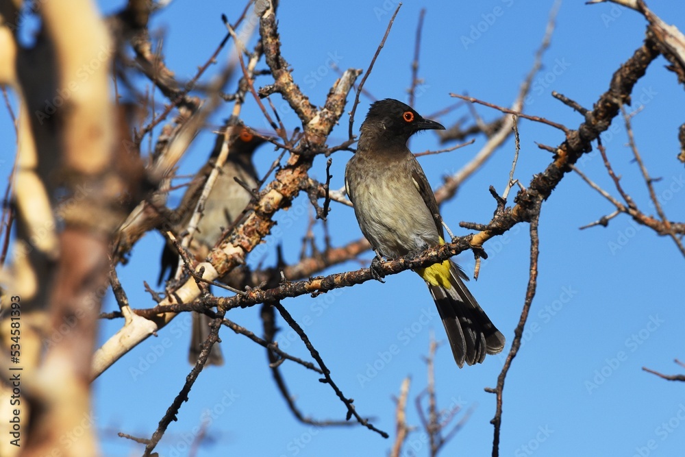 Maskenbülbül (Pycnonotus nigricans) im Erongo Gebirge in Namibia. Maskenbülbül (Pycnonotus nigricans) im Erongo Gebirge in Namibia.