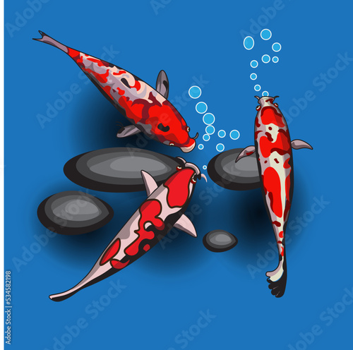three coy fish playing together

