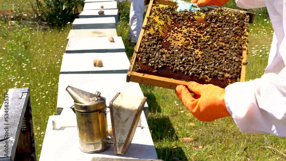 close-up of a beekeeper with his protective suit observing his honeycombs for honey collection and keeping it in his hive, beekeeping and honey production concept close-up of a beekeeper with his protective suit observing his honeycombs for honey collection and keeping it in his hive, beekeeping and honey production concept