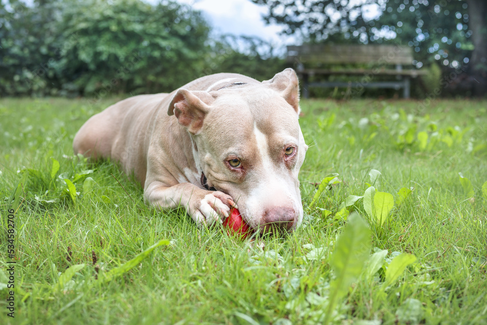 Happy dog with toy in mouth and looking at camera. Front view of senior dog chewing a toy while lying in the backyard. 10 years old female American Pitbull terrier, silver fawn color. Selective focus.