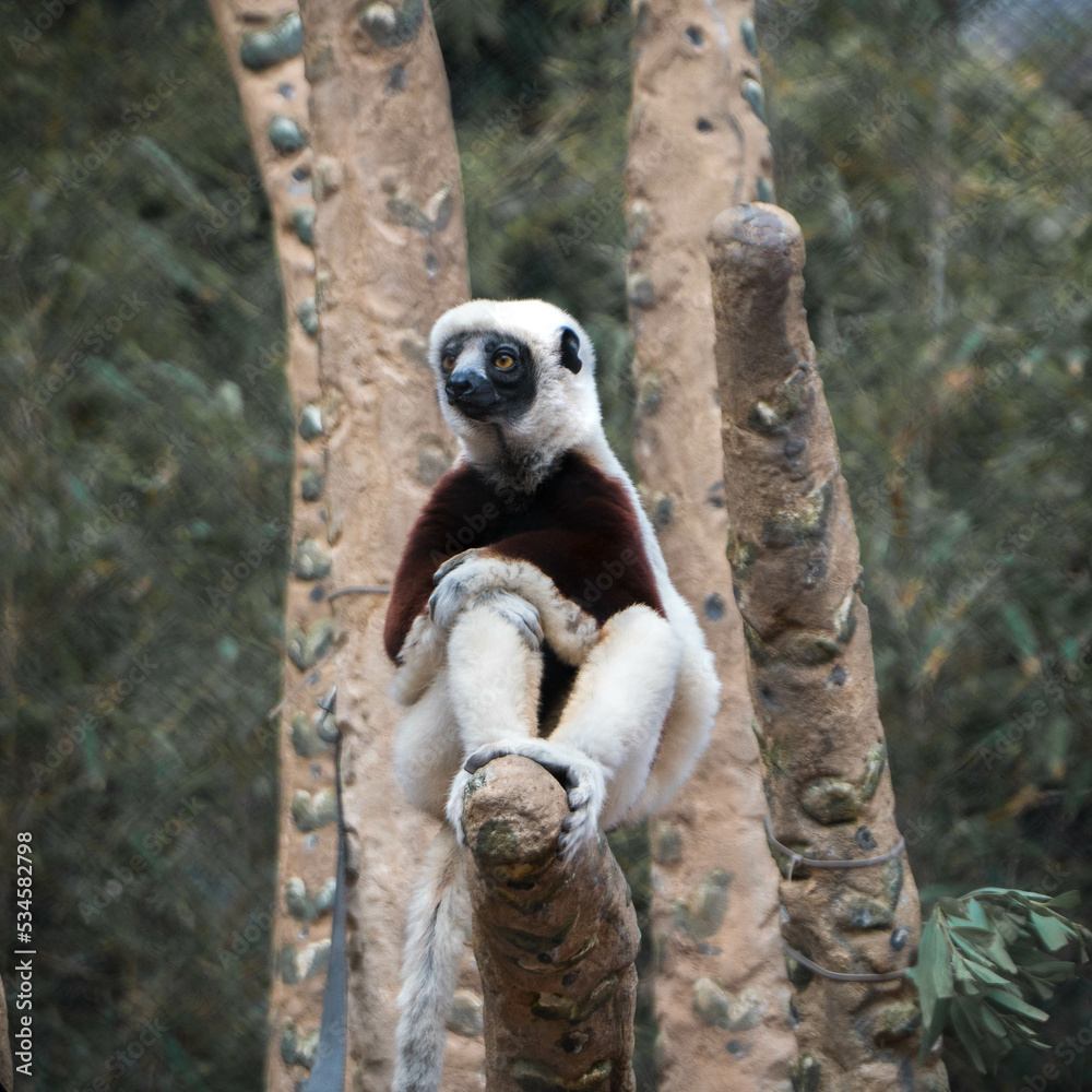 Fototapeta premium Coquerel's Sifaka Lemur 4