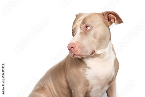 Dog with guilty, sad or ashamed body language. Isolated senior dog looking to the side over shoulder. Side profile of 10 years old female American Pitbull terrier, silver fawn color. Selective focus. photo