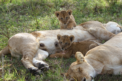 Two bably lion cubs resting besides two sleeping lionesses