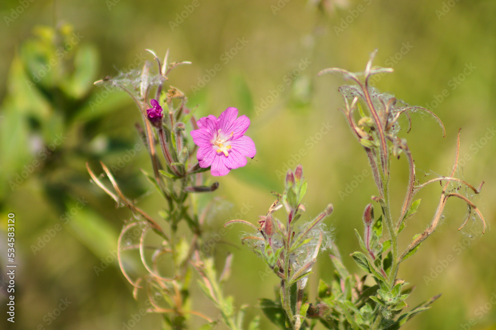 Closeup of hairy willowherb flower with blurred plants on background