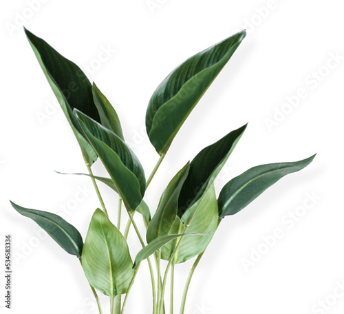 Wallpaper Mural green leaves isolated on white background