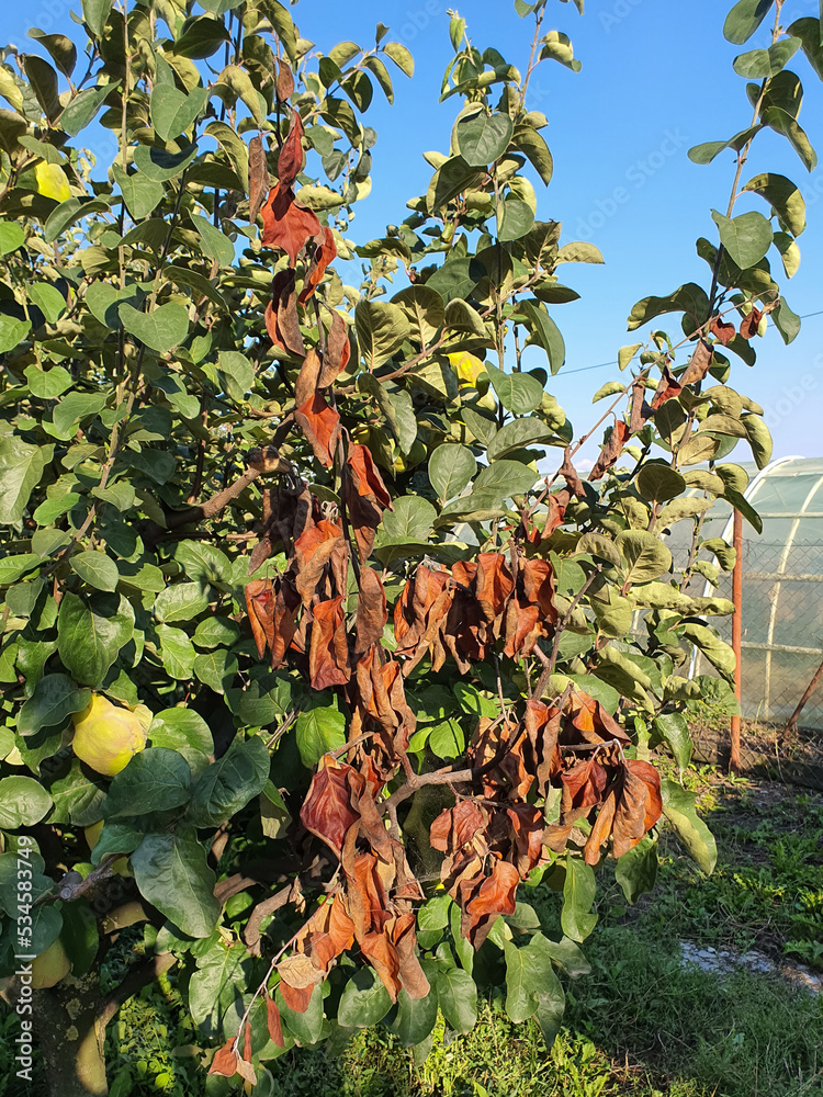 Fire blight on a quince tree caused by the bacteria Erwinia amylovora