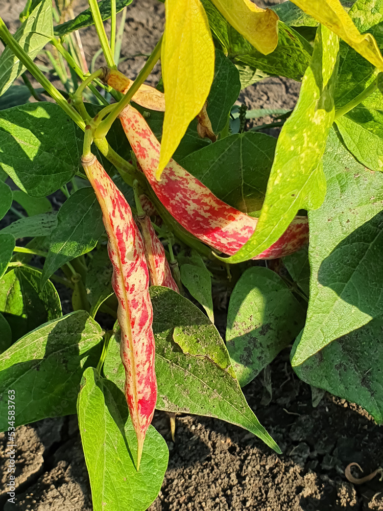 Foto de Cranberry beans growing on the climbing vine.The borlotti bean