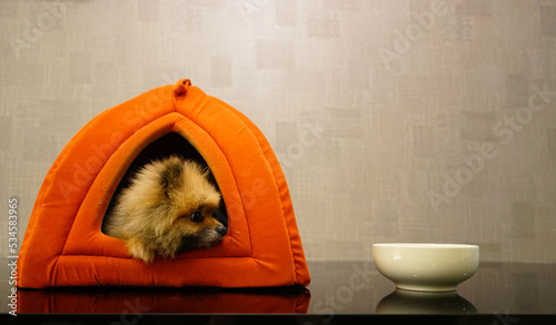 Pomeranian dog sitting in its cushion soft house staring at the bowl