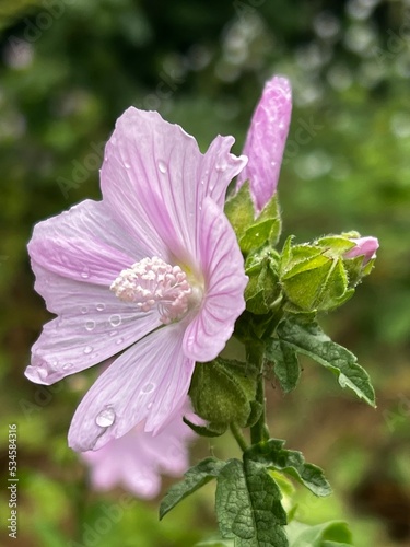 pink rose bush
