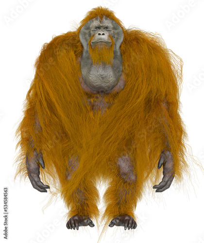 orangutan is doing a idle pose