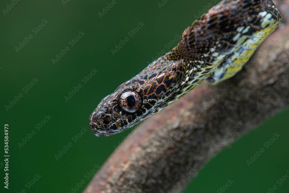 Close up of a female jasper cat snake Boiga jaspidea native to southeast Asia coiling with bokeh background Close up of a female jasper cat snake Boiga jaspidea native to southeast Asia coiling with bokeh background