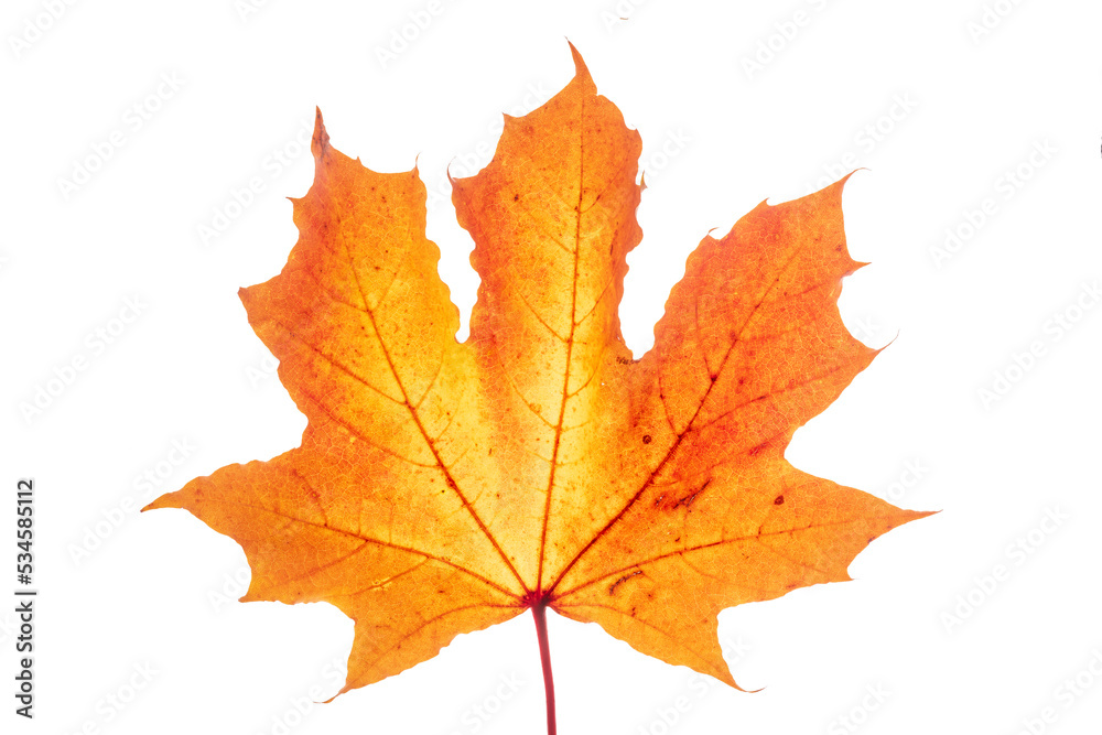 Ahornblatt im Herbst mit bunter Herbstfarbe Ahornblatt im Herbst mit bunter Herbstfarbe