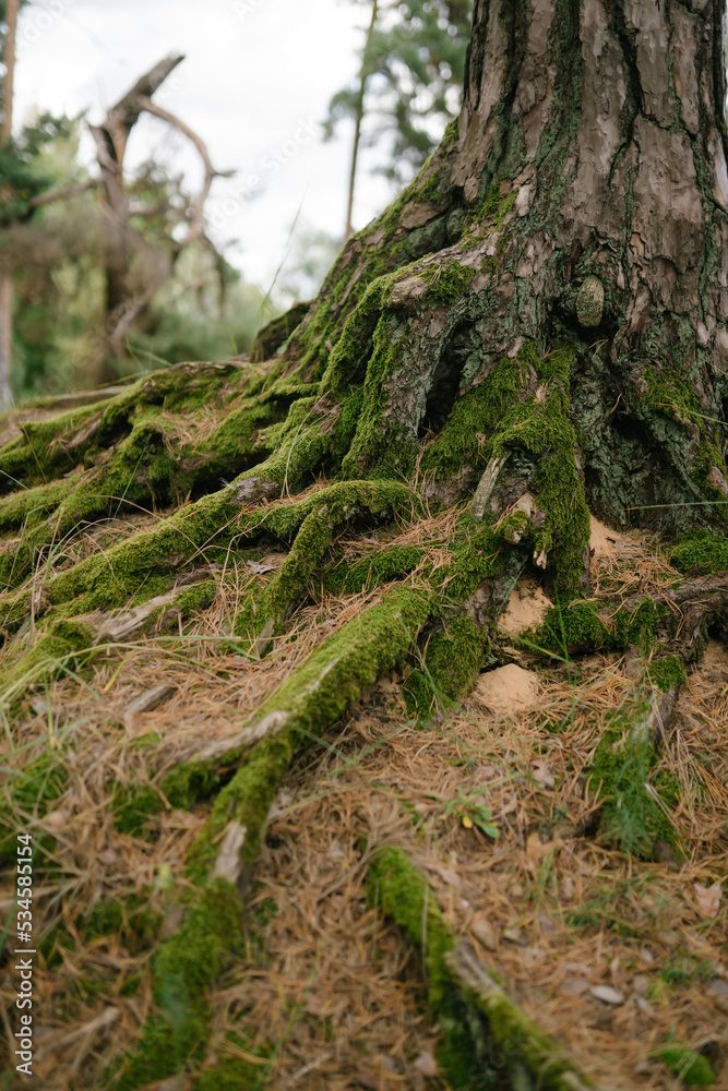 Тree roots in the forest covered with overgrown green moss, creeping over the rock. Autumn landscape, forest bright colors. Тree roots in the forest covered with overgrown green moss, creeping over the rock. Autumn landscape, forest bright colors.