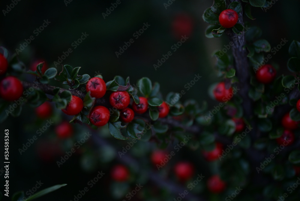 branches of green cotoneaster horizontal with ripe berries, shrub branches with red fruits in autumn, a uniform red-green background of small leaves branches of green cotoneaster horizontal with ripe berries, shrub branches with red fruits in autumn, a uniform red-green background of small leaves