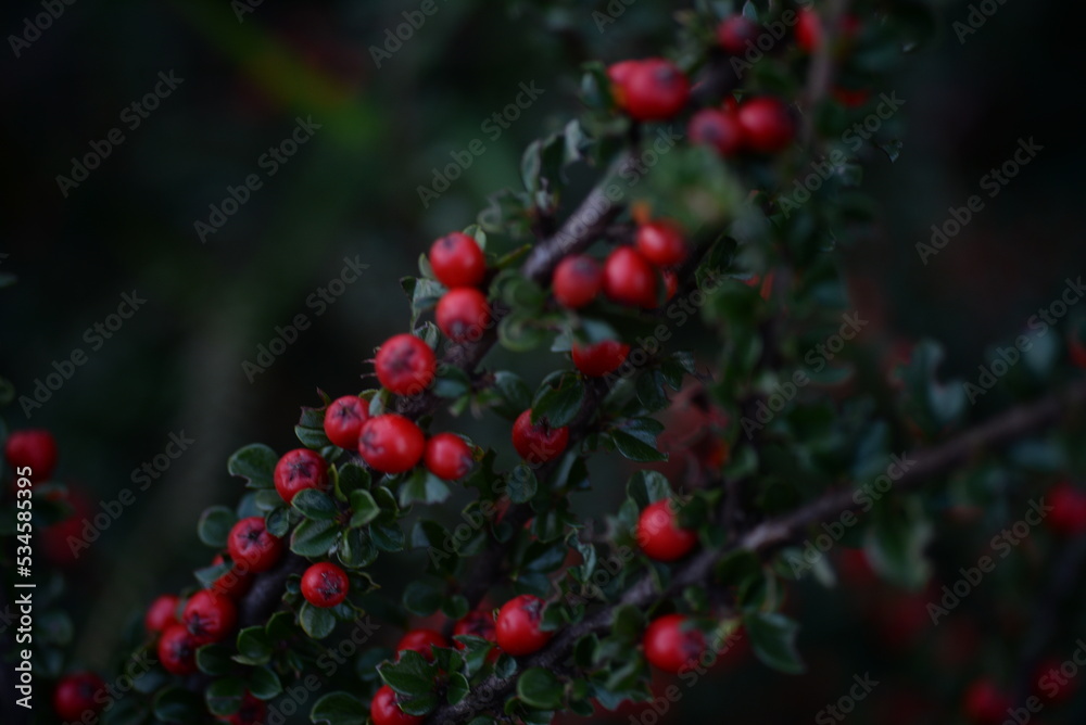 Fototapeta premium branches of green cotoneaster horizontal with ripe berries, shrub branches with red fruits in autumn, a uniform red-green background of small leaves