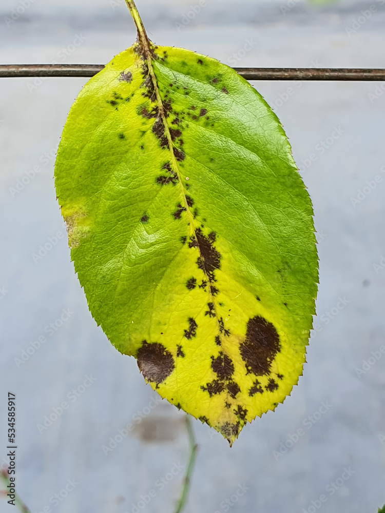Leaf of a rose plant with symptoms of fungal infection (rose black spot