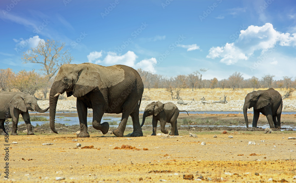 Obraz premium A Matriach Elephant and her very young elephant baby stand at a waterhole, with other elephants looking on. Rietfontein, Etosha, Namibia