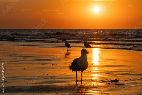 Eine Möwe steht am Strand im Focus während im Hintergrund die Sonne im Abendrot im Meer untergeht photo