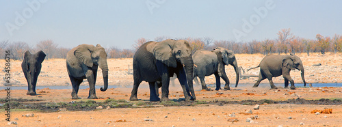 Rietfontein waterhole in Etosha is a popular place for large herds of elephants to meet and greet and drink.  A very special place to visit. Etosha, Namibia © paula