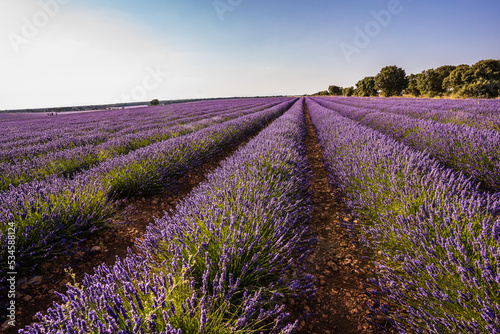 View of a colourful and blossoming lavender field.