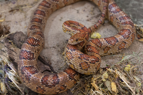 close-up on a corn snake resting in the sand