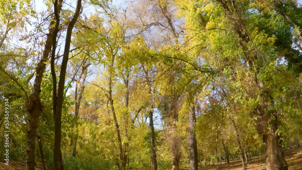 Trees and autumn scenery in the botanical garden. A circular view of dry tree branches and yellowing leaves. Trees and autumn scenery in the botanical garden. A circular view of dry tree branches and yellowing leaves.