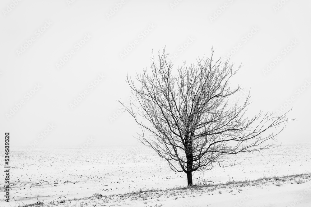 Fototapeta premium tree in snow