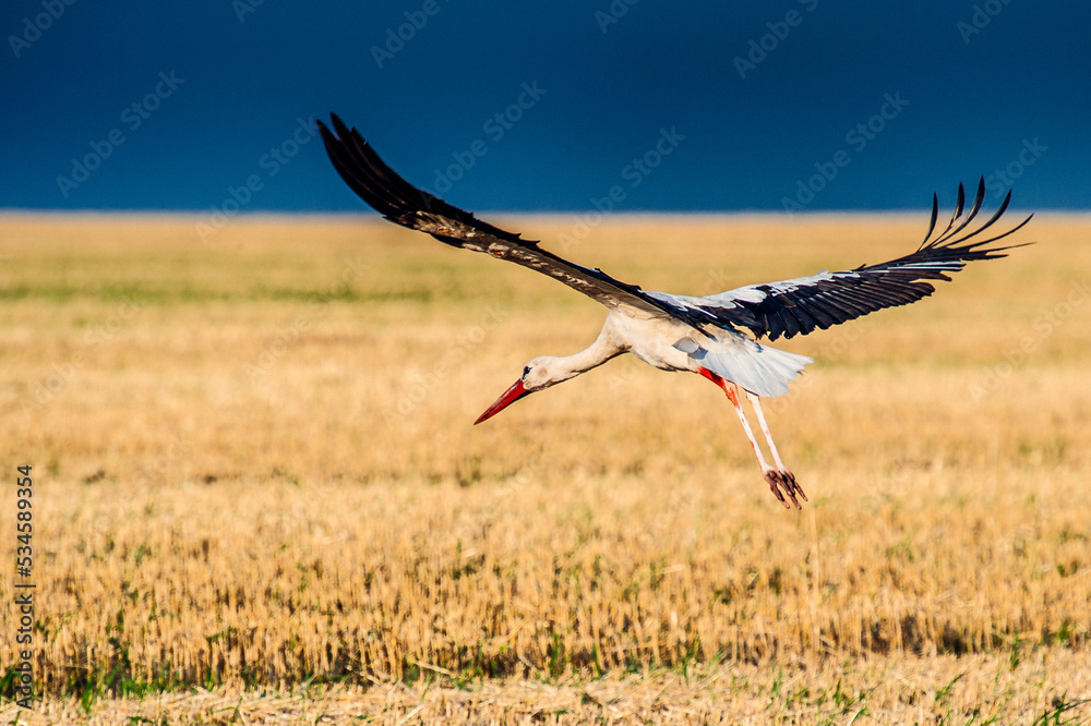Fototapeta premium stork in the field