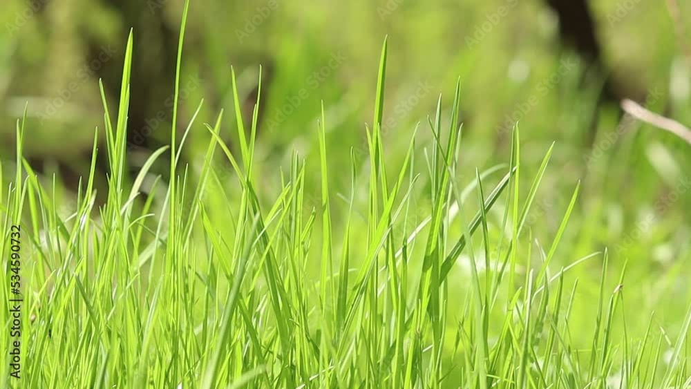Green grass moving in wind. Background of bright green grass. Close up. Green grass moving in wind. Background of bright green grass. Close up.