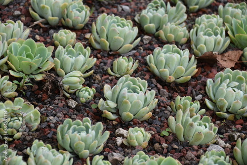 Patch of Succulents Growing in Mexico City Botanical Garden