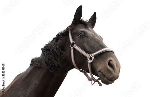 Beautiful head of a horse in a bridle in the fresh air close up