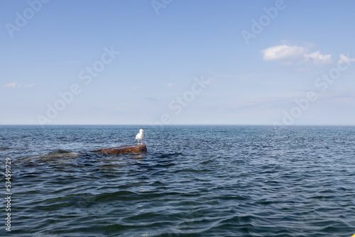 Seagull resting on rock in the water