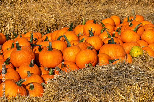 Pumpkins and gourds, Halloween celebration
