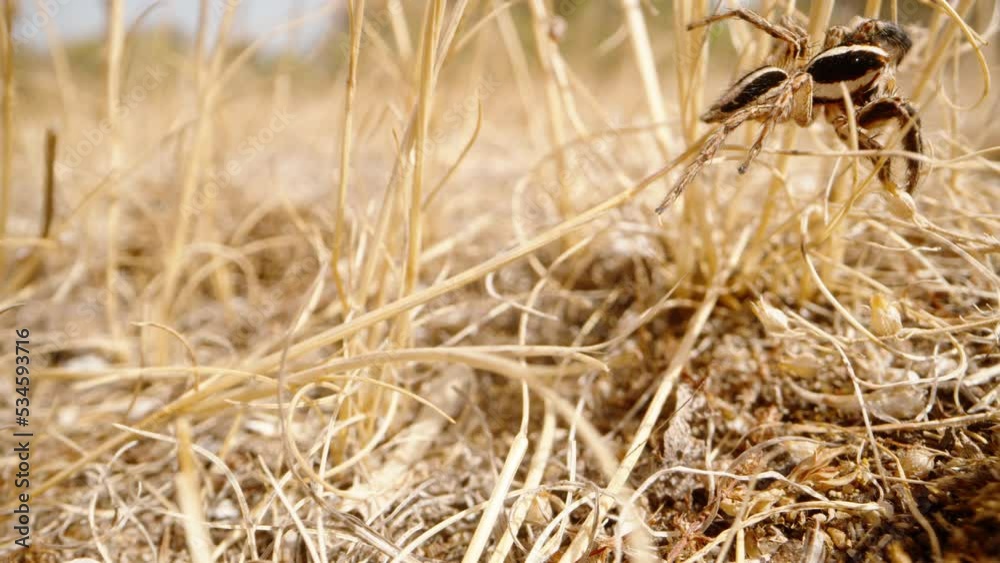A striped spider crawls on dried grass in the desert. Macro. A striped spider crawls on dried grass in the desert. Macro.