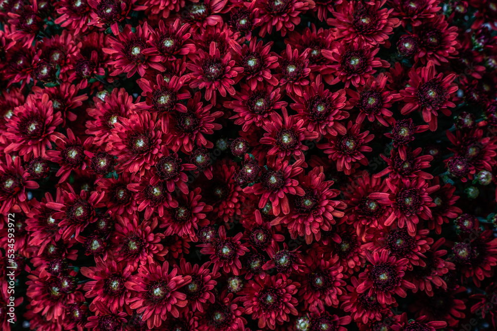 Dark mum flowers fill this image. Red, burgundy flowers. Background image.